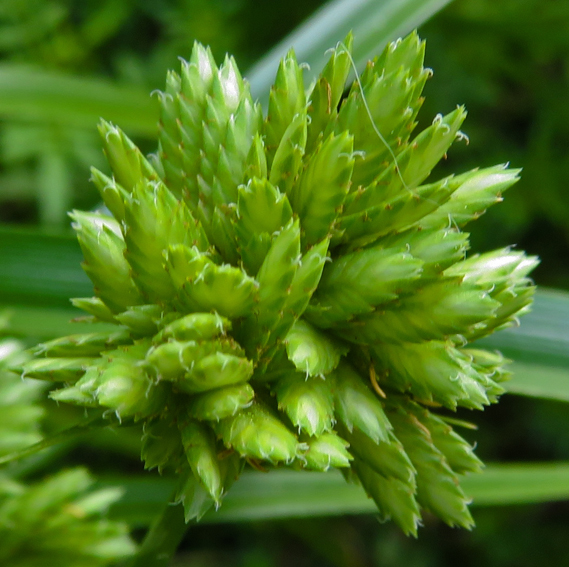 Cyperus7