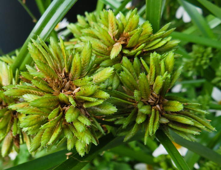 Cyperus8