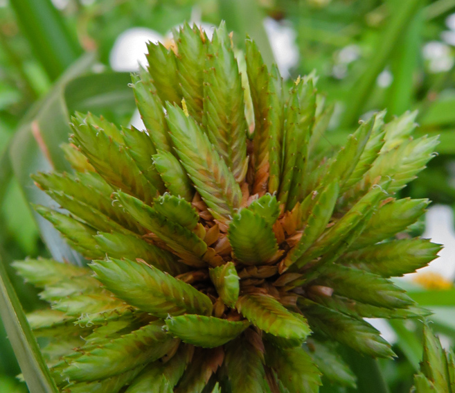 Cyperus9