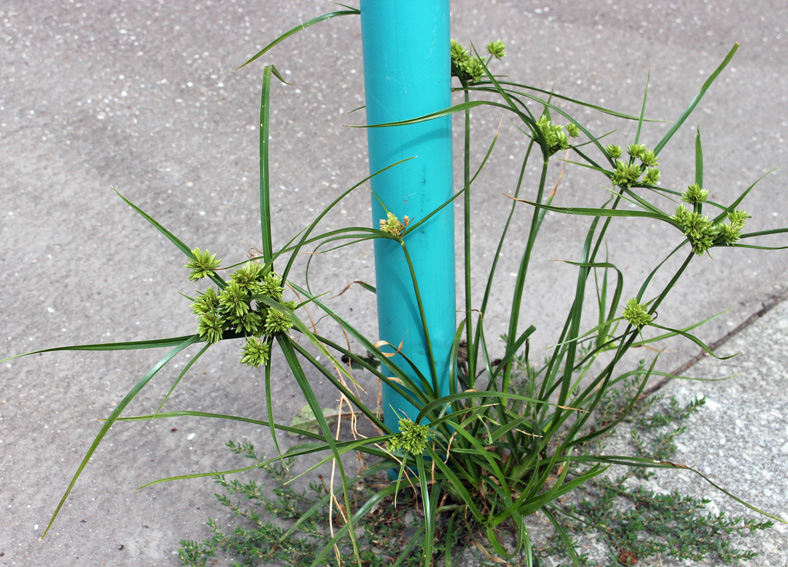 Cyperus10