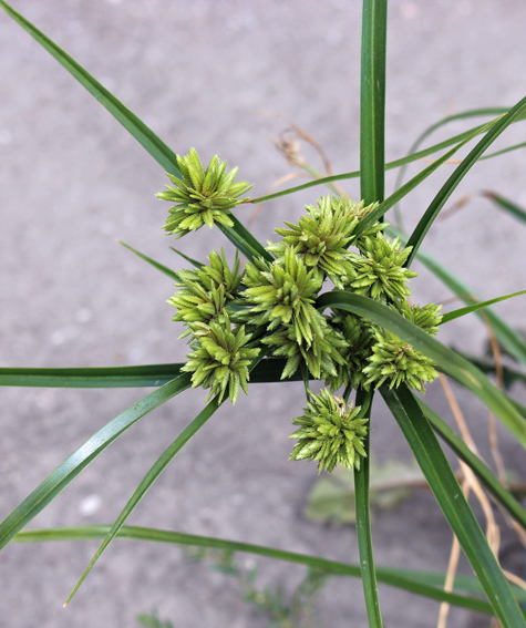 Cyperus11