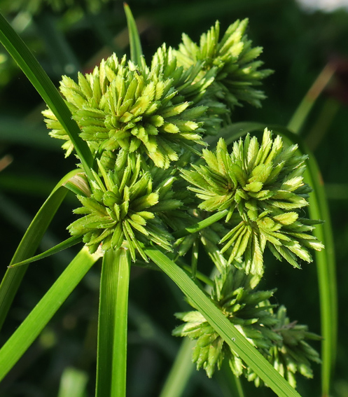 Cyperus3