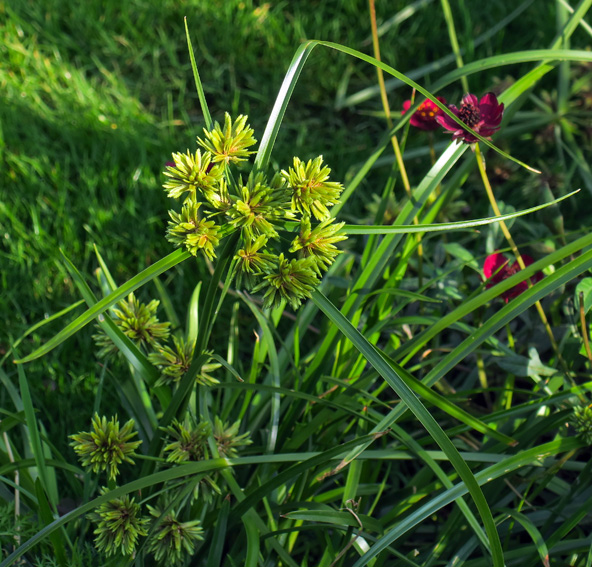 Cyperus4