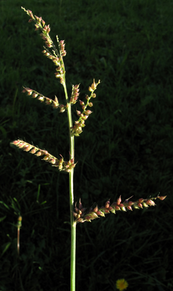 Echinochloa7