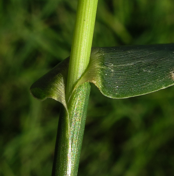 Echinochloa8