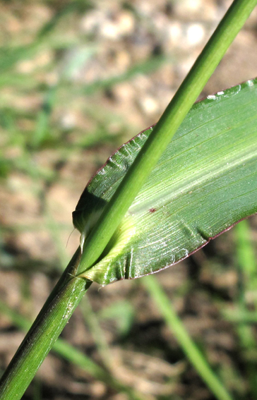 Echinochloa2