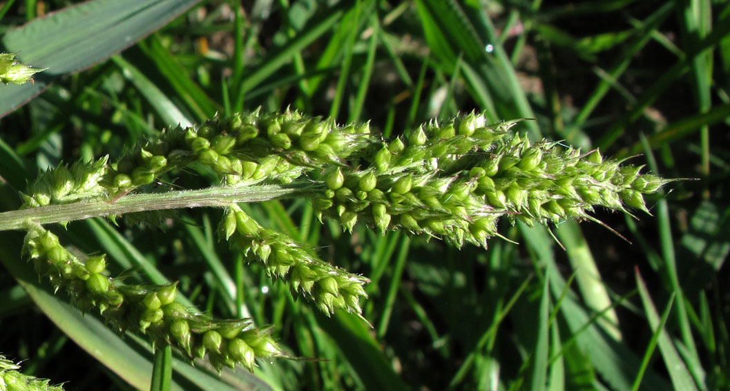 Echinochloa4