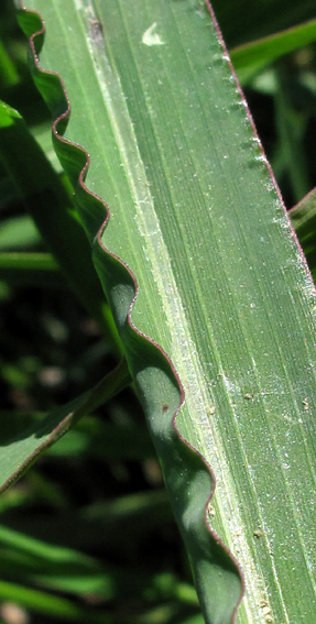 Echinochloa3