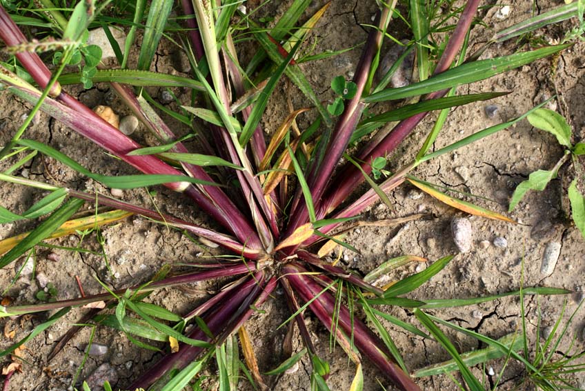 Echinochloa1a