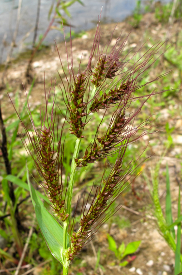 Echinochloa6