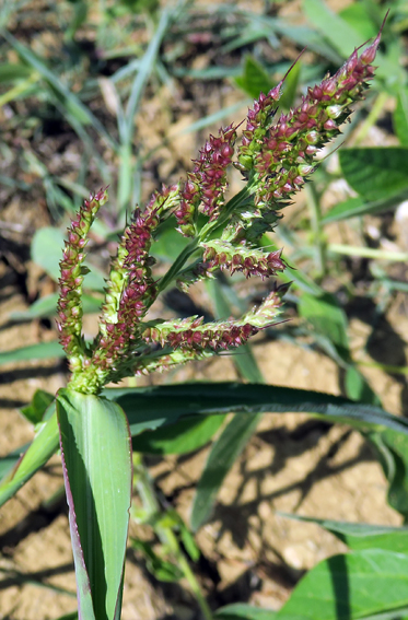 Echinochloa1c