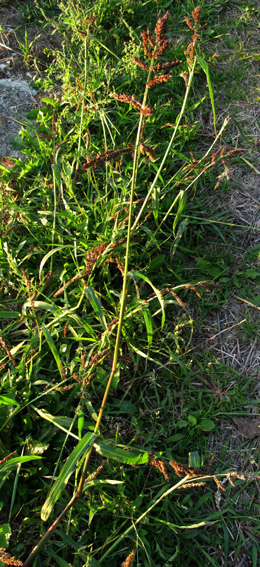 Echinochloa1