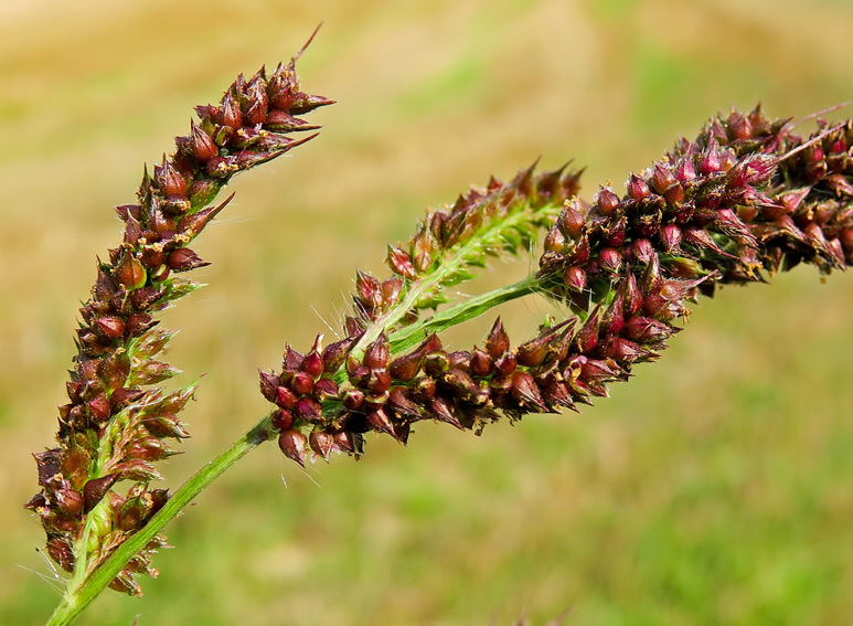 Echinochloa5