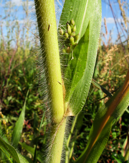 Panicum3