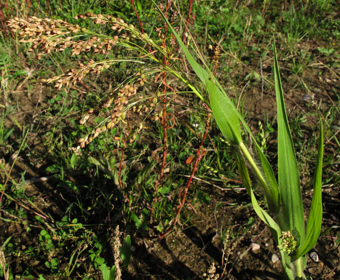 Panicum2