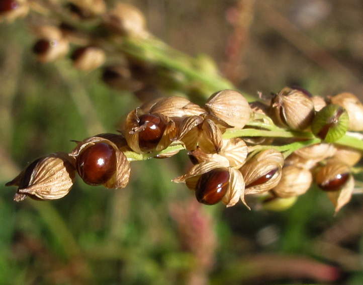 Panicum5