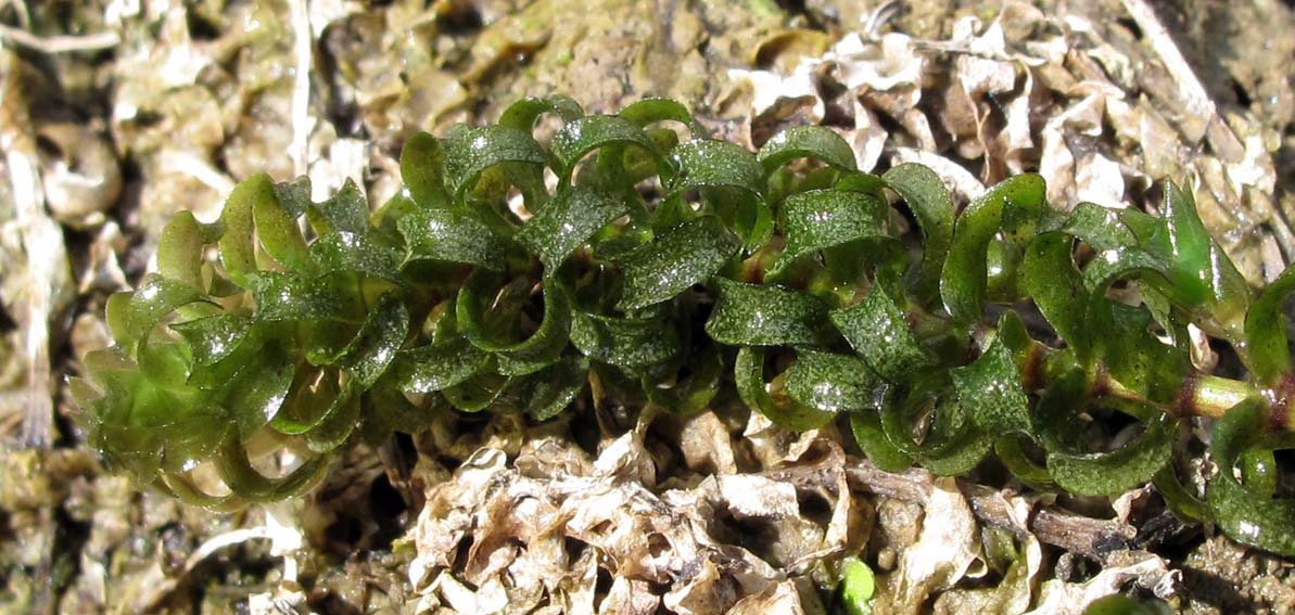 Elodea2