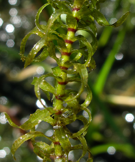 Elodea4