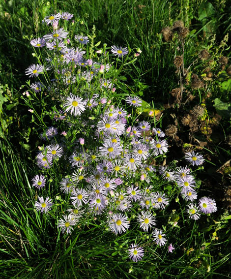 Erigeron4a