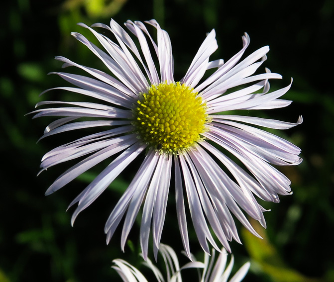 Erigeron4b