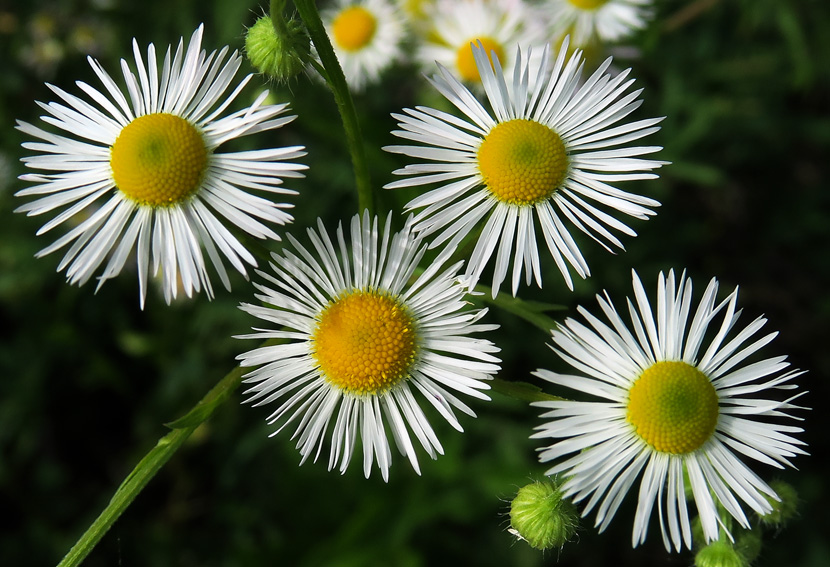 Erigeron8b