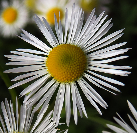 Erigeron8c