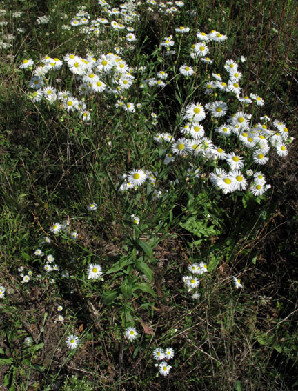 Erigeron1