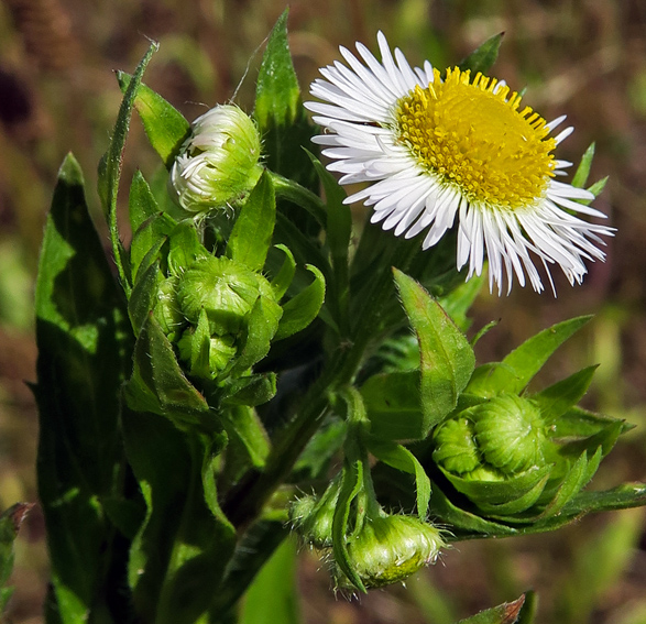 Erigeron2