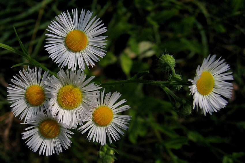 Erigeron6