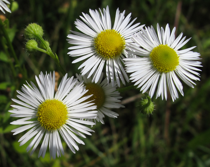 Erigeron8a