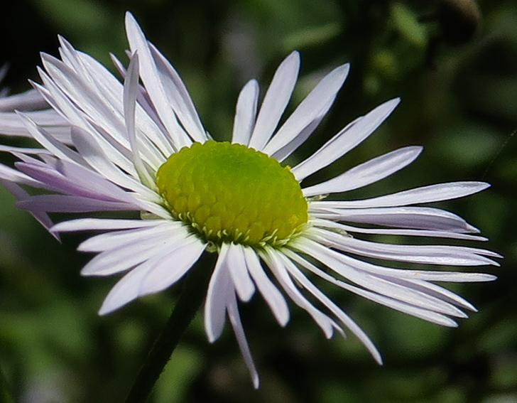 Erigeron7