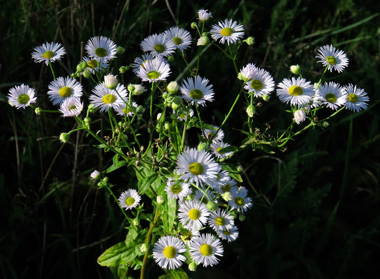 Erigeron5