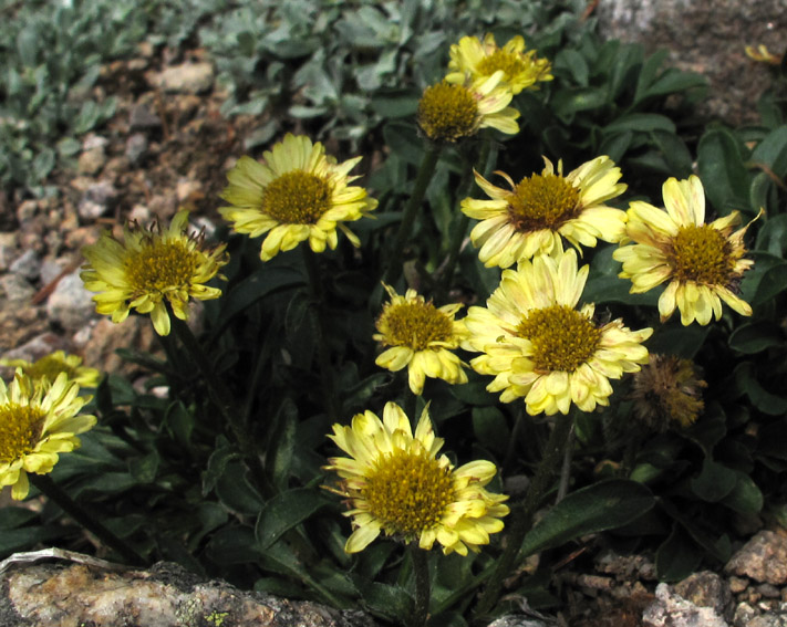 Erigeron11a