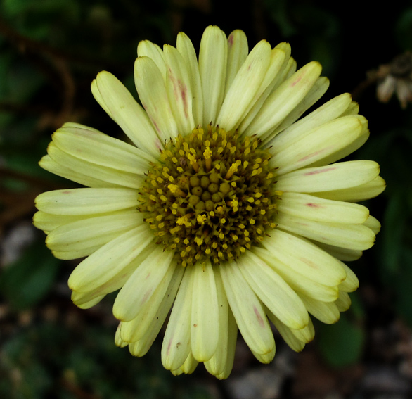 Erigeron12