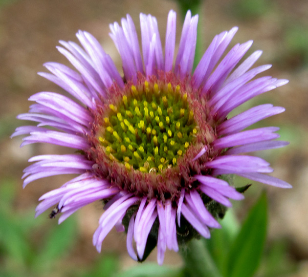 Erigeron13