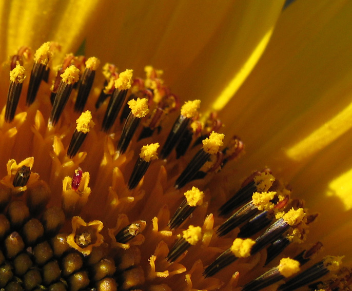 Helianthus8