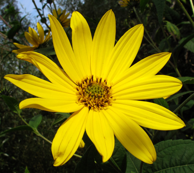 Helianthus10