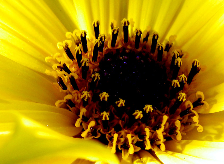 helianthus5