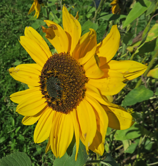 helianthus4