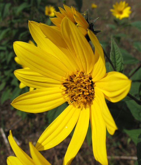 Helianthus4