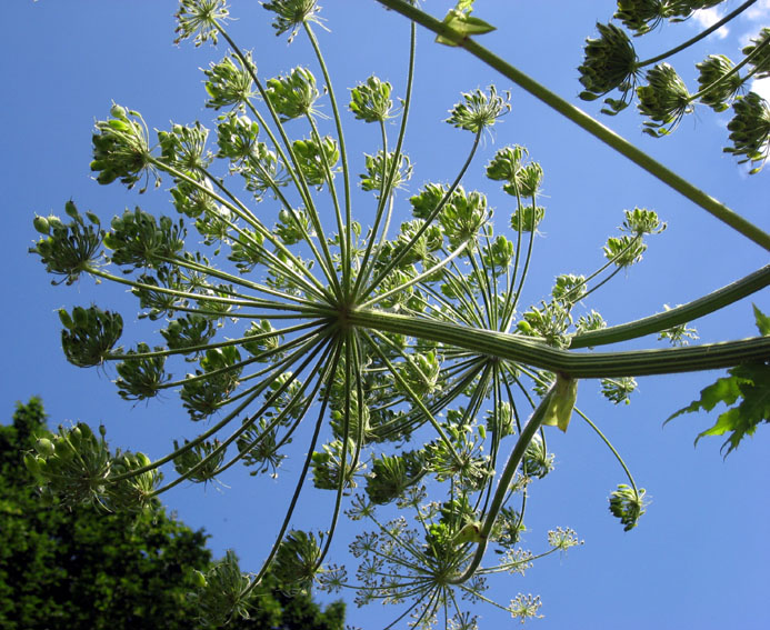 Heracleum4