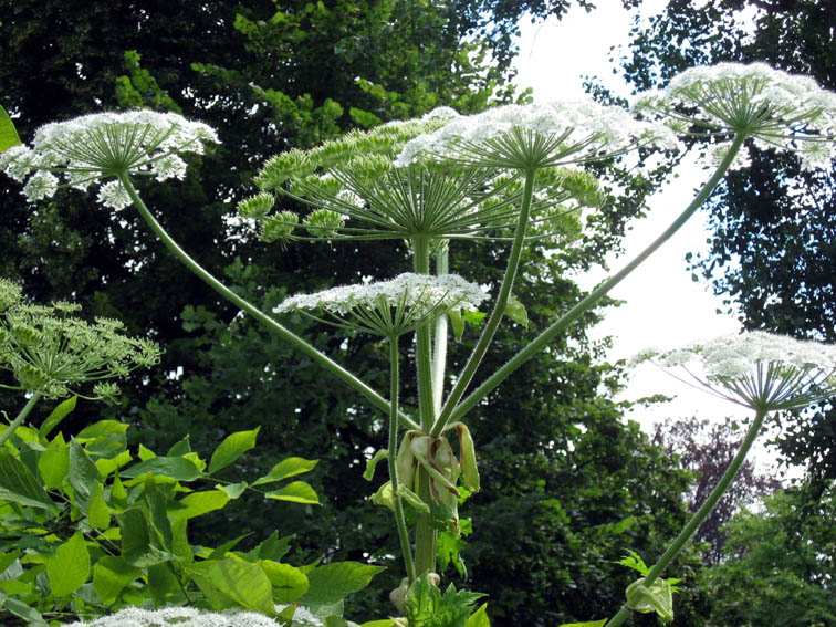 Heracleum3