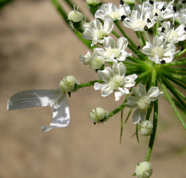 Heracleum6