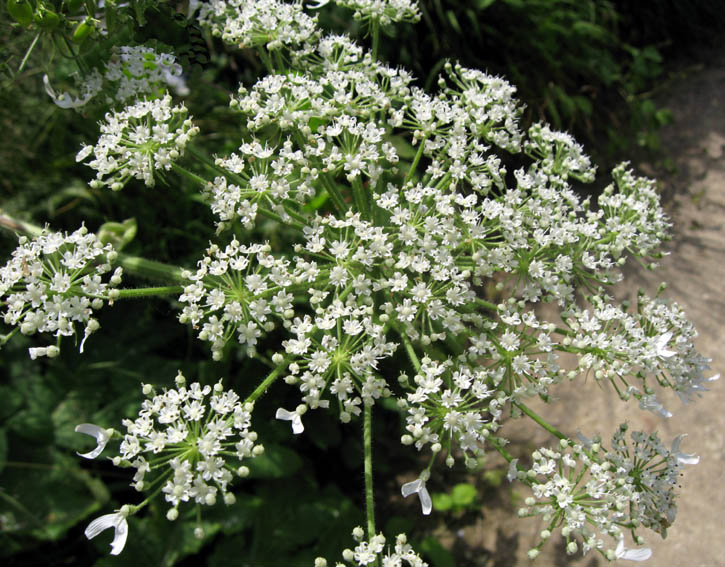 Heracleum5