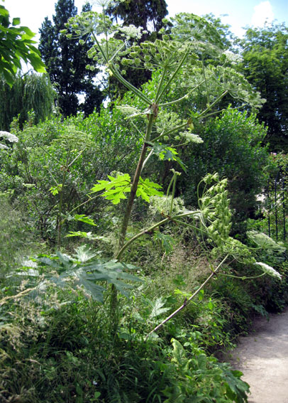 Heracleum1