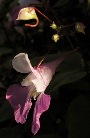 Impatiens16