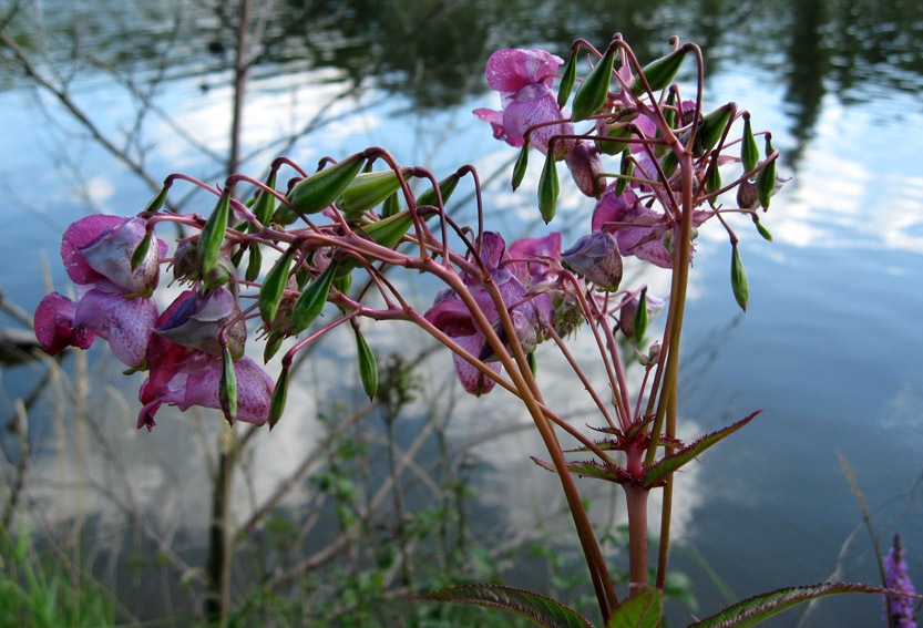 Impatiens2