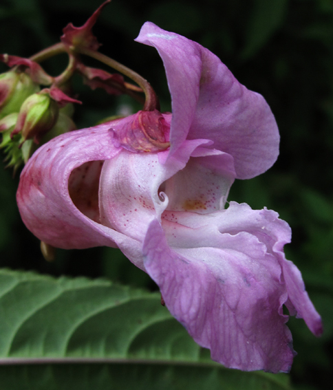 Impatiens5