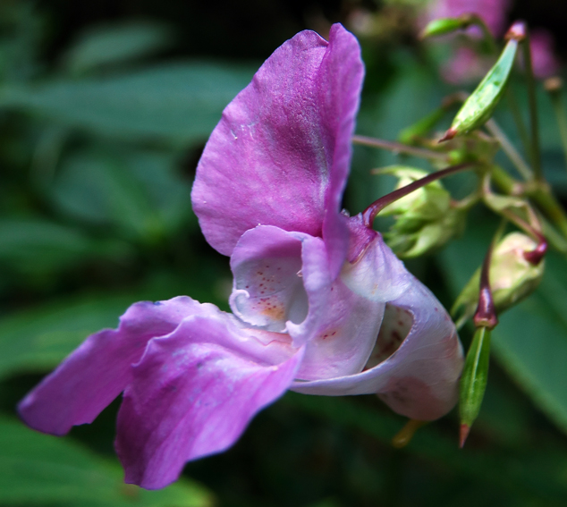 Impatiens8c