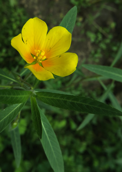 Ludwigia10